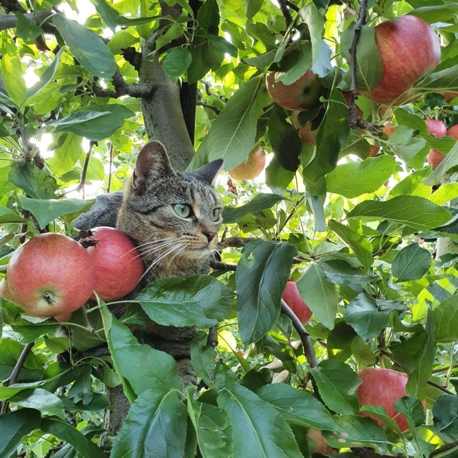 Mareinhof Vetzan-Apples,Apartment&More Silandro Zewnętrze zdjęcie